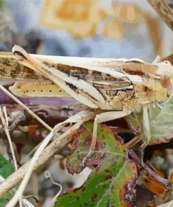 Migratory Locust Diamond Painting