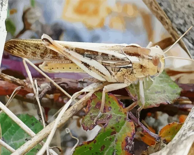 migratory locust Diamond Paintings Migratory Locust Diamond Painting