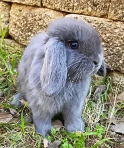 Miniature Lop Bunny Diamond Painting