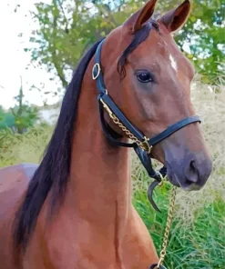 Morgan Horse Diamond Painting
