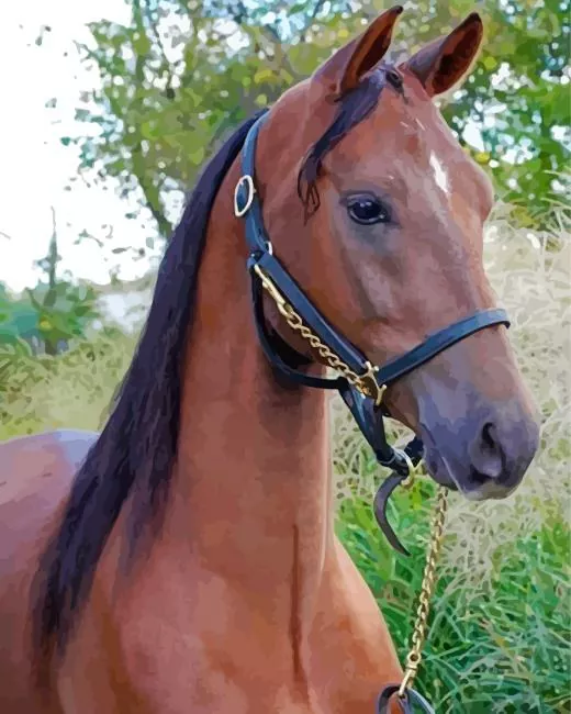 morgan horse Diamond by Numbers Morgan Horse Diamond Painting