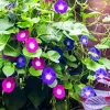 Morning Glories Diamond Painting
