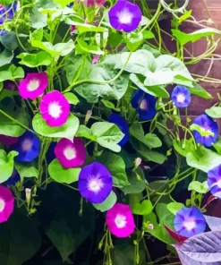 Morning Glories Diamond Painting