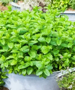 Moroccan Mint Tea Diamond Painting