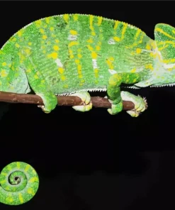 Nadzikambia Diamond Painting