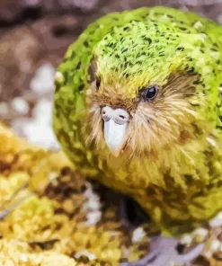 Night Parrot Bird Diamond Painting