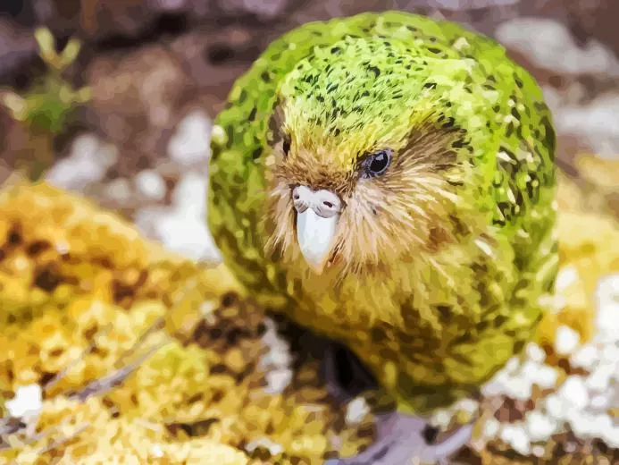 night parrot bird Diamond by Numbers Night Parrot Bird Diamond Painting