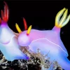 Nudibranch Animal Diamond Painting
