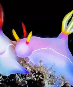Nudibranch Animal Diamond Painting