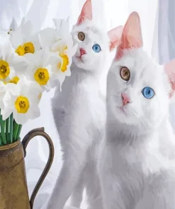 Odd Eyed White Cats Diamond Painting