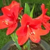 Orange Amaryllis Diamond Painting