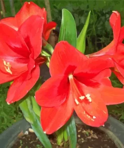 Orange Amaryllis Diamond Painting