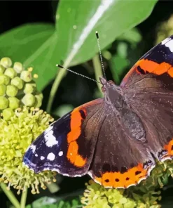 Orange And Black Butterfly Diamond Painting