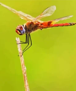 Orange And Black Dragonfly Diamond Painting