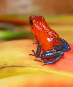 Orange And Blue Frog Diamond Painting