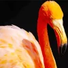 Orange Flamingo Bird Diamond Painting