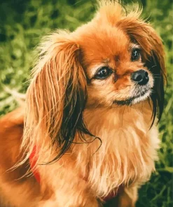 Orange Papillon Dog Diamond Painting