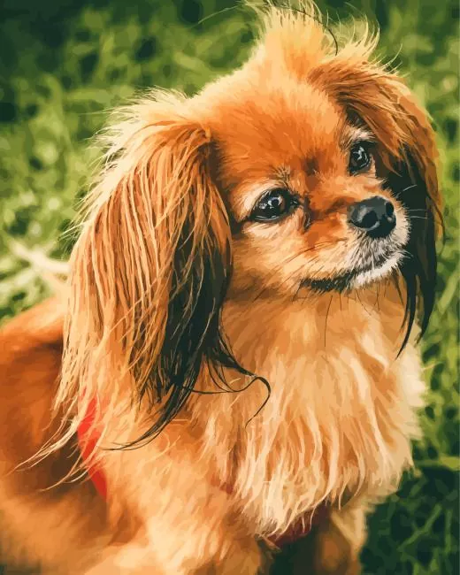orange papillon dog Diamond By Numbers Orange Papillon Dog Diamond Painting