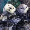 Otters Holding Hands Diamond Painting