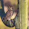 Owl On Cactus Diamond Painting