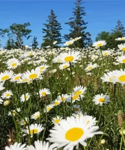 Oxeye Daisy Flowers Diamond Painting