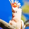Pink Cockatoo Bird Diamond Painting