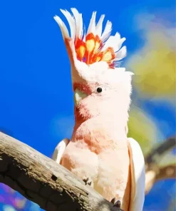 Pink Cockatoo Bird Diamond Painting