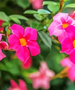 Pink Mandevilla Flowers Diamond Painting