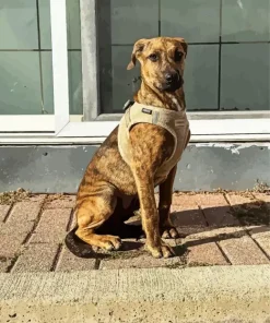 Plott Hound Diamond Painting