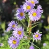 Purple Aster Flowers Diamond Painting