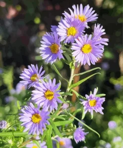 Purple Aster Flowers Diamond Painting