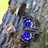 Purple Emperor Butterfly Diamond Painting