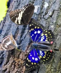 Purple Emperor Butterfly Diamond Painting
