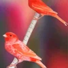 Red Factor Canary Birds Diamond Painting