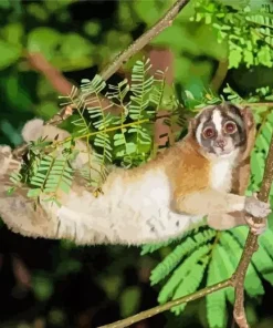 Slow Loris Primate Diamond Painting