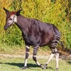 The Okapi Animal Diamond Painting