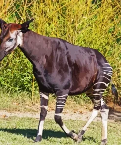 The Okapi Animal Diamond Painting