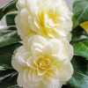 White Camellia Flowers Diamond Painting