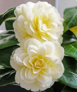White Camellia Flowers Diamond Painting