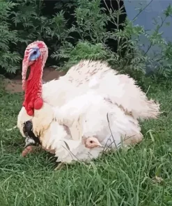 White Holland Turkey Diamond Painting