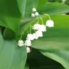 White Lily Of The Valley Diamond Painting