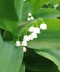 White Lily Of The Valley Diamond Painting