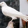 White Raven Bird Diamond Painting