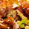 Cat in Fall Leaves Diamond Painting