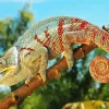 Panther Chameleon on Branch Diamond Painting
