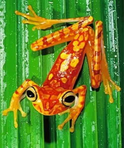 Chachi Tree Frog Diamond Painting