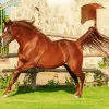 Chestnut Arabian Horse Diamond Paintings