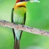 Chestnut Headed Bee Eater Diamond Painting