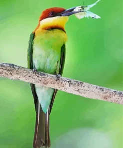 Chestnut Headed Bee Eater Diamond Painting