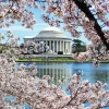 Jefferson Cherry Blossoms Diamond Painting